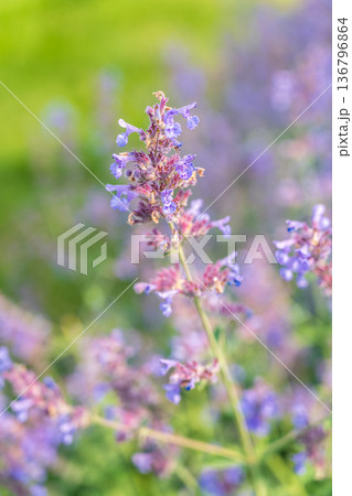 Spring background - close up of beautiful catnip flowers - with plenty of copy space Spring background - close up of beautiful catnip flowers - with plenty of copy space 136796864