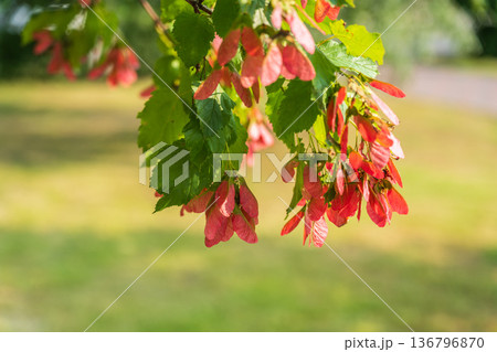 A close-up of the reddish-pink ripening fruits of the Tatar maple. A close-up of the reddish-pink ripening fruits of the Tatar maple. 136796870