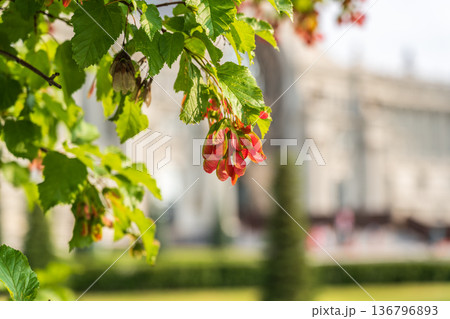 A close-up of the reddish-pink ripening fruits of the Tatar maple. A close-up of the reddish-pink ripening fruits of the Tatar maple. 136796893