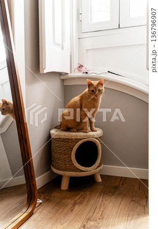 Orange tabby cat sitting on a cat house in a corner of a room 136796907