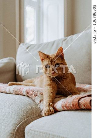 Orange tabby cat lying on a sofa 136796908