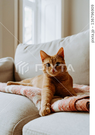 Orange tabby cat lying on a sofa 136796909