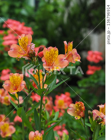 Blooming alstroemeria with pink and yellow petals in a garden Blooming alstroemeria with pink and yellow petals in a garden 136796914