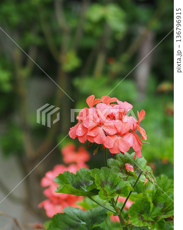 Blooming pelargonium with coral-pink flowers and green leaves in a garden 136796915