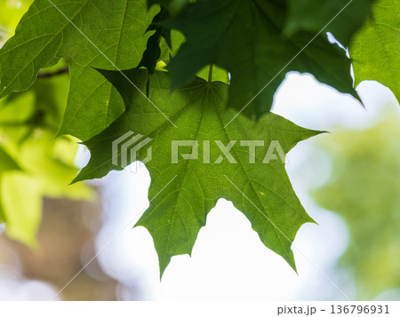 Spring branches of maple tree with fresh green leaves. Acer saccharinum, silver maple Spring branches of maple tree with fresh green leaves. Acer saccharinum, silver maple 136796931