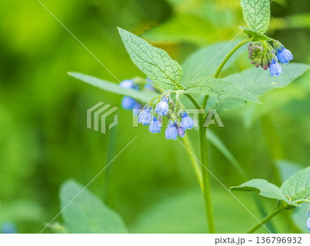 Beautiful blue flowers of Symphytum caucasicum, also known as Caucasian comfrey, blooming in spring park Beautiful blue flowers of Symphytum caucasicum, also known as Caucasian comfrey, blooming in spring park 136796932