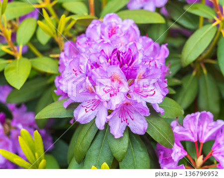 Pink flowers of Siberian rhododendron copy space. Rhododendron dauricum. Spring flowering of Altai rhododendron. 136796952