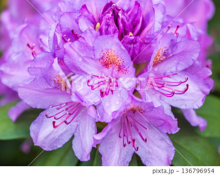 Pink flowers of Siberian rhododendron copy space. Rhododendron dauricum. Spring flowering of Altai rhododendron. Pink flowers of Siberian rhododendron copy space. Rhododendron dauricum. Spring flowering of Altai rhododendron. 136796954