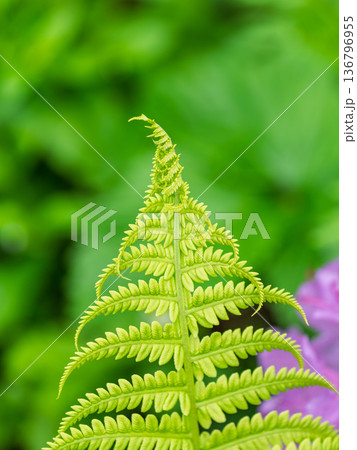 Natural green young ostrich fern or shuttlecock fern Natural green young ostrich fern or shuttlecock fern 136796955
