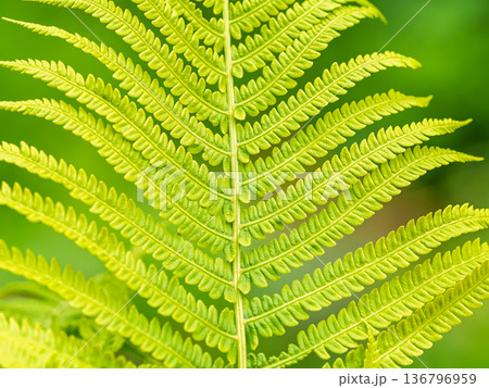 Natural green young ostrich fern or shuttlecock fern Natural green young ostrich fern or shuttlecock fern 136796959