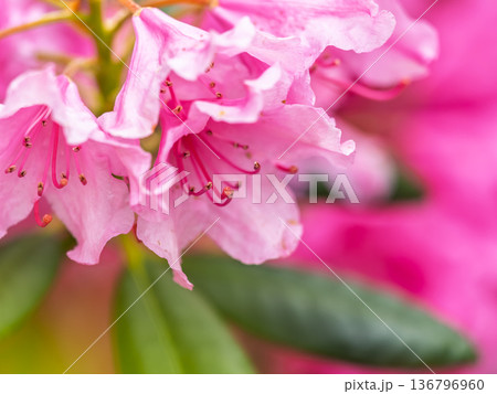 Pink flowers of Siberian rhododendron copy space. Rhododendron dauricum. Spring flowering of Altai rhododendron. Pink flowers of Siberian rhododendron copy space. Rhododendron dauricum. Spring flowering of Altai rhododendron. 136796960