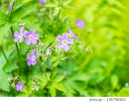 Blue and purple flowers of Geranium wallichianum Blue and purple flowers of Geranium wallichianum 136796962