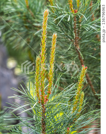 Green small pine trees with fresh shoots in spring or summer 136796963
