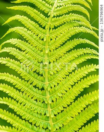 Natural green young ostrich fern or shuttlecock fern Natural green young ostrich fern or shuttlecock fern 136796964