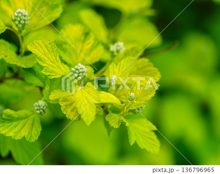 Nature of green leaf in garden at summer. Natural green leaves plants using as spring background cover page environment ecology Nature of green leaf in garden at summer. Natural green leaves plants using as spring background cover page environment ecology 136796965