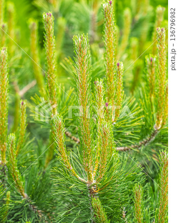 Green small pine trees with fresh shoots in spring or summer 136796982