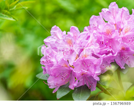 Pink flowers of Siberian rhododendron copy space. Rhododendron dauricum. Spring flowering of Altai rhododendron. Pink flowers of Siberian rhododendron copy space. Rhododendron dauricum. Spring flowering of Altai rhododendron. 136796989