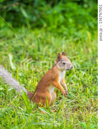 Squirrel eats a nut while sitting in green grass. Eurasian red squirrel, Sciurus vulgaris 136797001