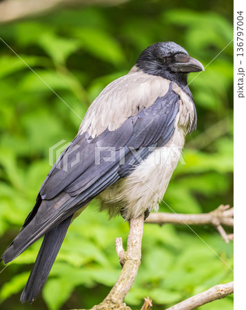 Hooded crow, corvus cornix, standing on the lawn in the spring or summer Hooded crow, corvus cornix, standing on the lawn in the spring or summer 136797004