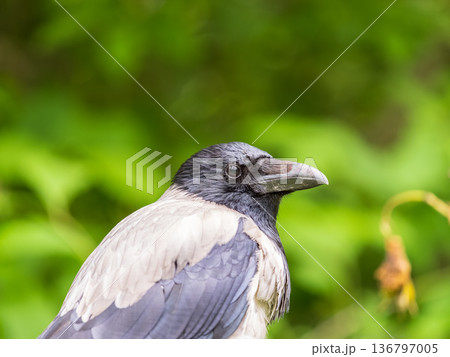 Hooded crow, corvus cornix, standing on the lawn in the spring or summer 136797005