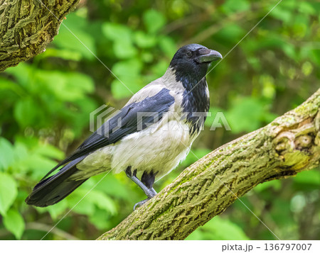 Hooded crow, corvus cornix, standing on the lawn in the spring or summer 136797007