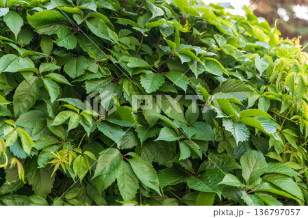 Linden tree flowers clusters tilia cordata, europea, small-leaved lime, littleleaf linden bloom. 136797057