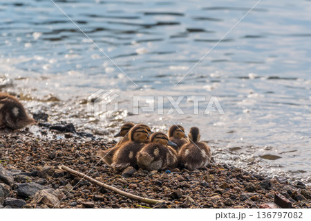 Cute little duckling swimming alone in a lake or river with calm water 136797082