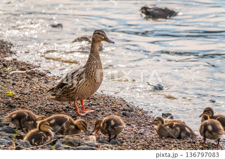 Adult duck with many ducklings sits on green shore of pond 136797083