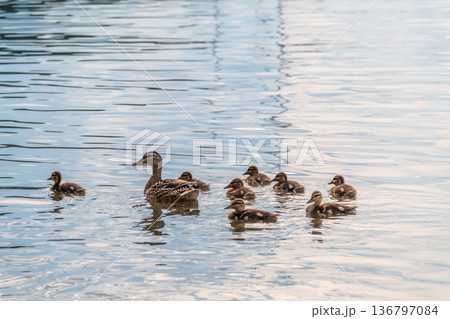 A family of ducks, a duck and its little ducklings are swimming in the water. The duck takes care of its newborn ducklings. Mallard, lat. Anas platyrhynchos 136797084