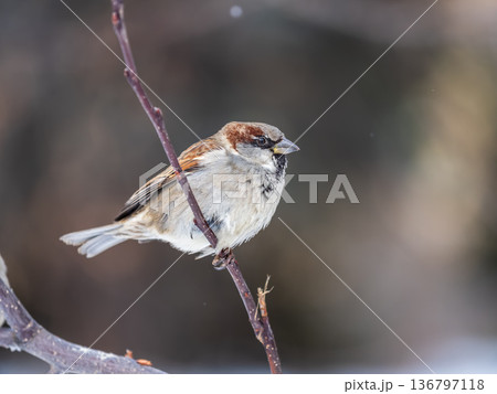 Sparrow sits on a branch without leaves. 136797118