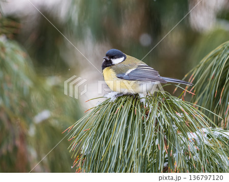 Cute bird Great tit, songbird sitting on a branch with snow in the autumn or winter. Cute bird Great tit, songbird sitting on a branch with snow in the autumn or winter. 136797120