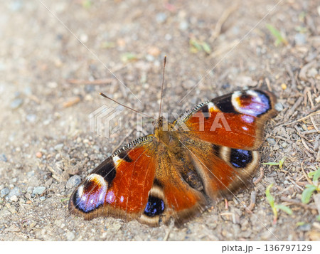Peacock butterfly on the ground among the grass Peacock butterfly on the ground among the grass 136797129