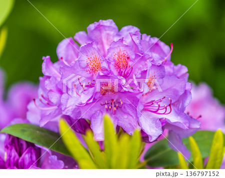 Pink flowers of Siberian rhododendron copy space. Rhododendron dauricum. Spring flowering of Altai rhododendron. 136797152