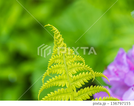Natural green young ostrich fern or shuttlecock fern Natural green young ostrich fern or shuttlecock fern 136797155