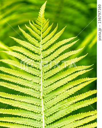 Natural green young ostrich fern or shuttlecock fern Natural green young ostrich fern or shuttlecock fern 136797160