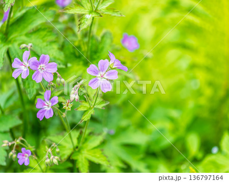 Blue and purple flowers of Geranium wallichianum 136797164
