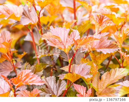 Branches of bushes with young dark red and orange leaves. 136797166