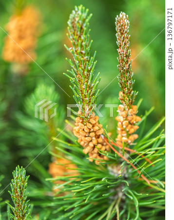 Closeup of fir branches with young buds. Spring nature concept. Fir branches with fresh shoots 136797171