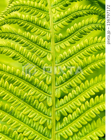 Natural green young ostrich fern or shuttlecock fern 136797172