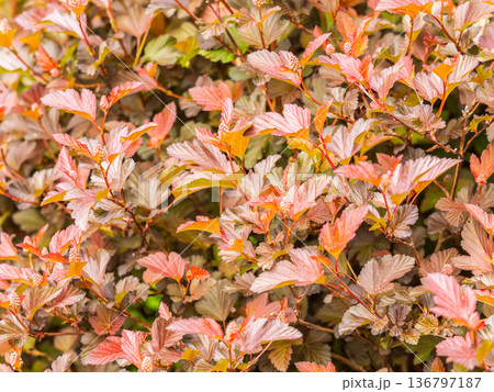 Branches of bushes with young dark red and orange leaves. 136797187