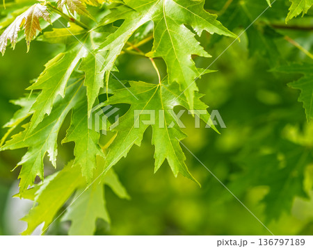 Spring branches of maple tree with fresh green leaves. Acer saccharinum, silver maple 136797189