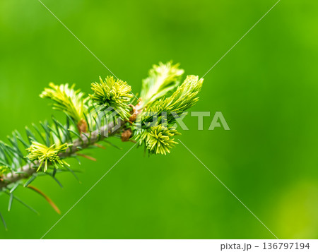 Closeup of fir branches with young buds. Spring nature concept. Fir branches with fresh shoots Closeup of fir branches with young buds. Spring nature concept. Fir branches with fresh shoots 136797194