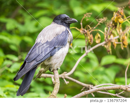 Hooded crow, corvus cornix, standing on the lawn in the spring or summer Hooded crow, corvus cornix, standing on the lawn in the spring or summer 136797204