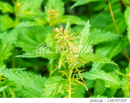 The nettle, Urtica dioica, with green leaves grows in natural thickets. Medicinal wild plant nettle. 136797207