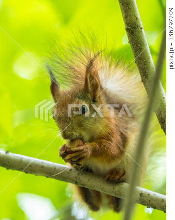 The squirrel with nut sits on a branches in the spring or summer. The squirrel with nut sits on a branches in the spring or summer. 136797209