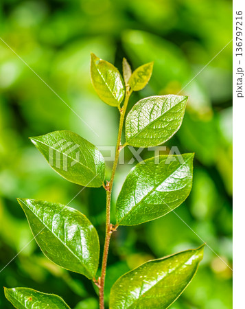 Nature of green leaf in garden at summer. Natural green leaves plants using as spring background cover page environment ecology 136797216