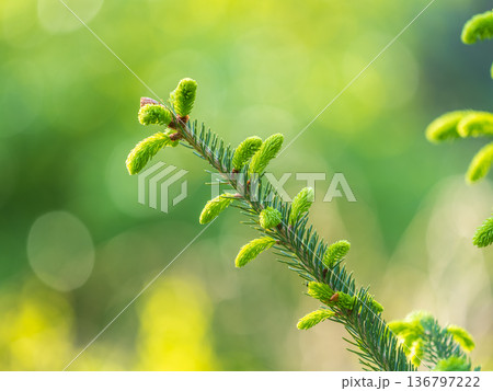 Closeup of fir branches with young buds. Spring nature concept. Fir branches with fresh shoots Closeup of fir branches with young buds. Spring nature concept. Fir branches with fresh shoots 136797222