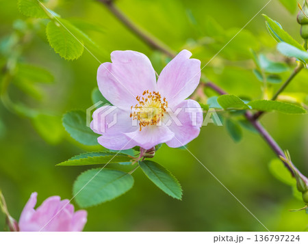 Blooming rosehip flower, beautiful pink flower on a bush branch. Beautiful natural background of blooming greenery. Blooming rosehip flower, beautiful pink flower on a bush branch. Beautiful natural background of blooming greenery. 136797224
