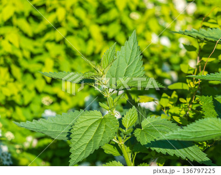The nettle, Urtica dioica, with green leaves grows in natural thickets. Medicinal wild plant nettle. The nettle, Urtica dioica, with green leaves grows in natural thickets. Medicinal wild plant nettle. 136797225