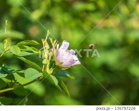 Blooming rosehip flower, beautiful pink flower on a bush branch. Beautiful natural background of blooming greenery. 136797226